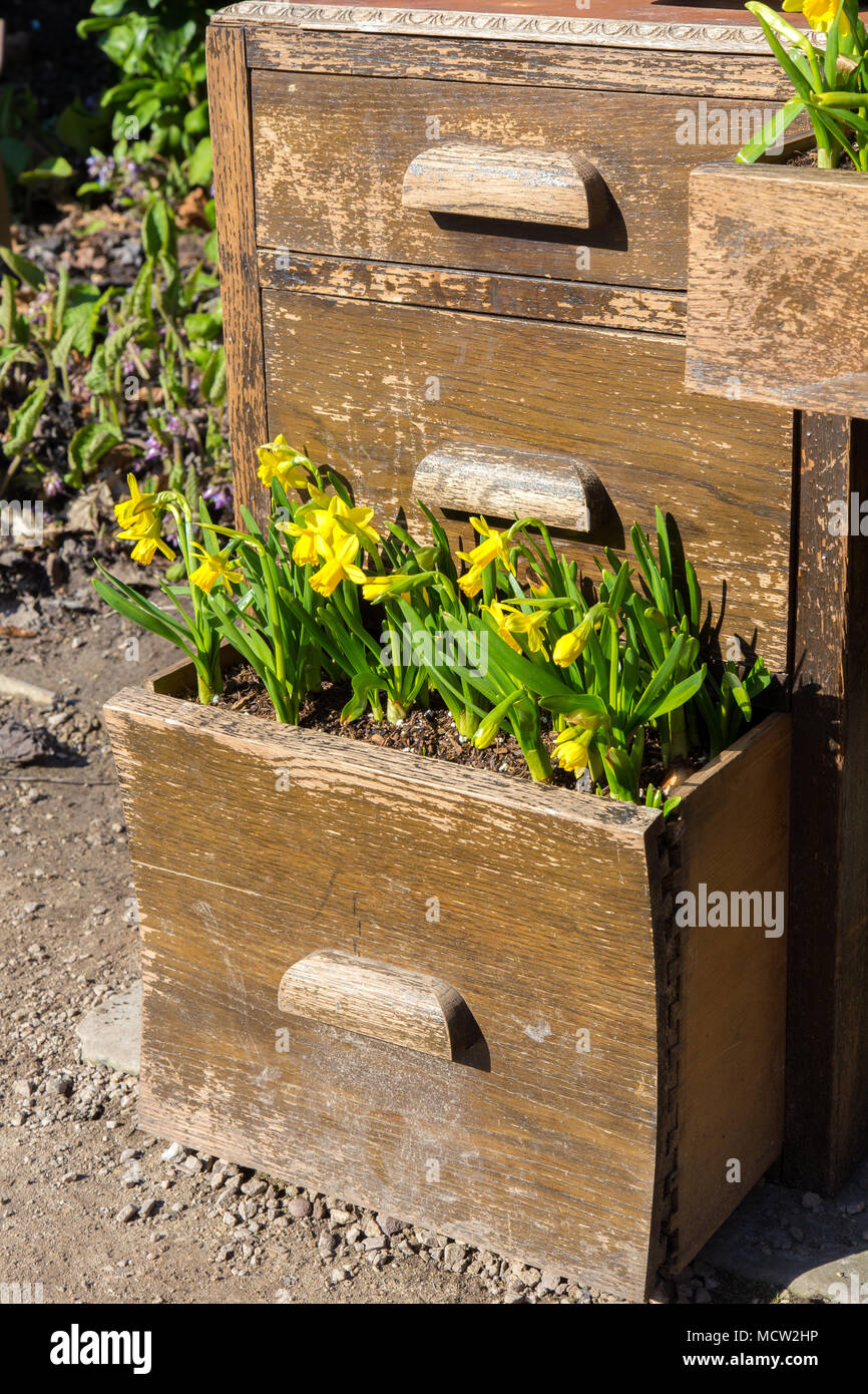 Daffodils growing in filing cabinet Stock Photo