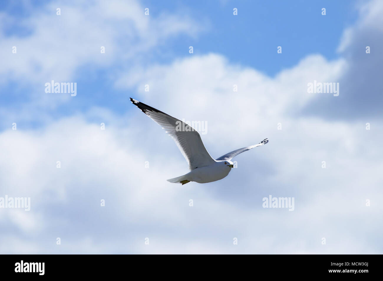 Seagull flying with clouds and blue sky background Stock Photo - Alamy