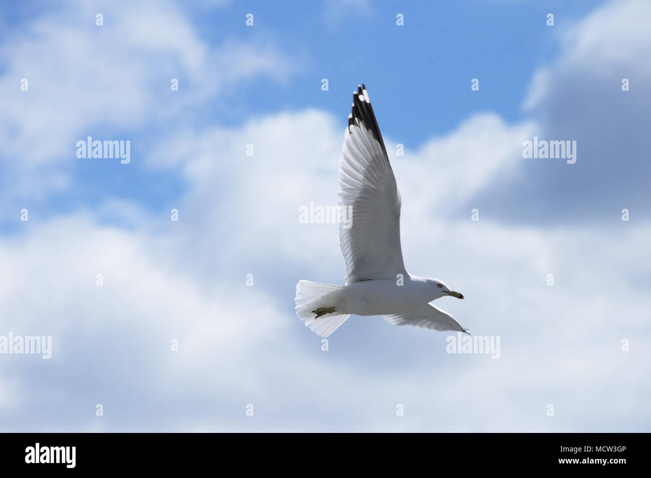 Seagull flying with clouds and blue sky background Stock Photo - Alamy