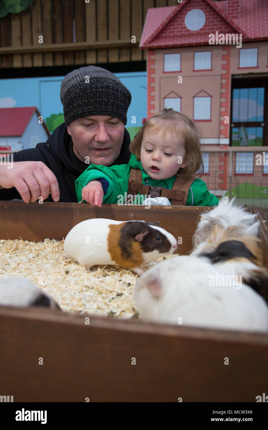 guinea pig toddlers