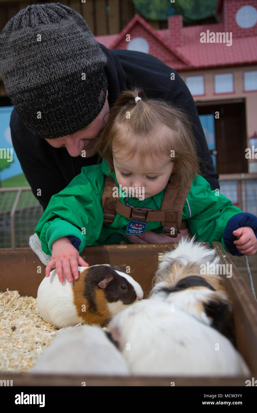 guinea pig toddlers