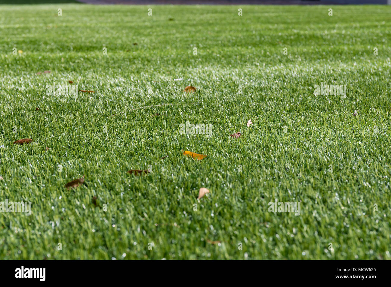 Artificial lawn (astroturf) Stock Photo