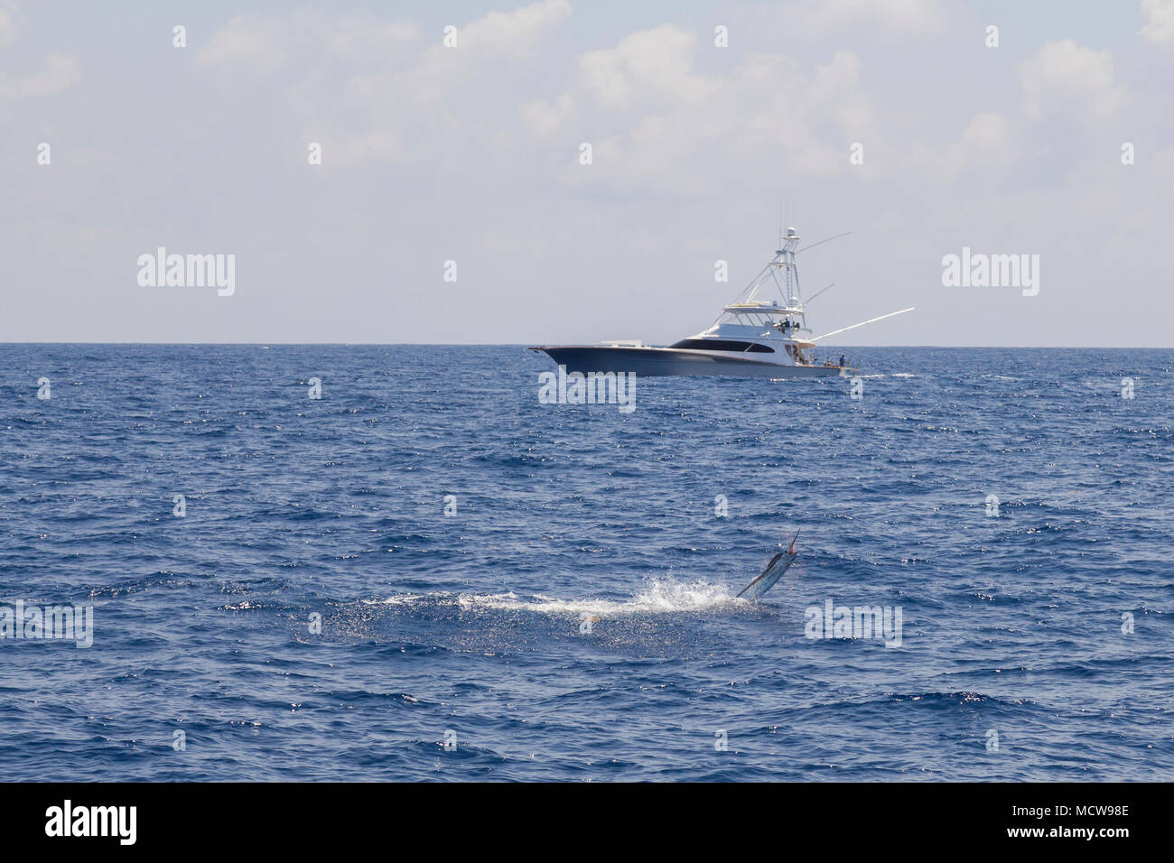 Fisherman catching blue marlin on fishing boat while Deep sea sport
