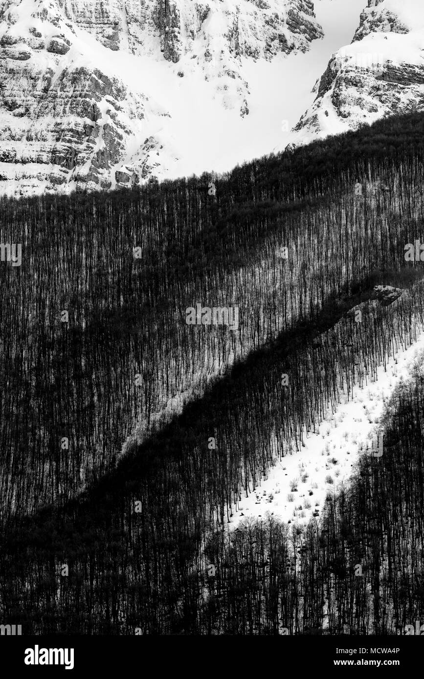 Forest Black and White Stock Photos & Images - Alamy