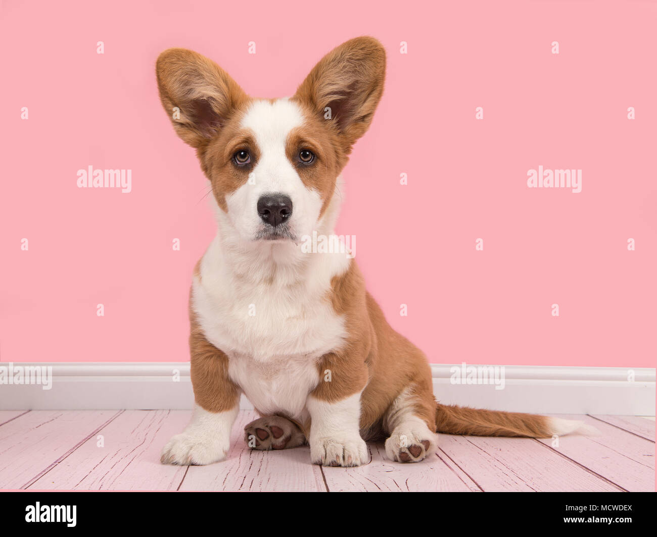 Cute welsh pembroke corgi puppy sitting looking at the camera on a pink living room setting Stock Photo