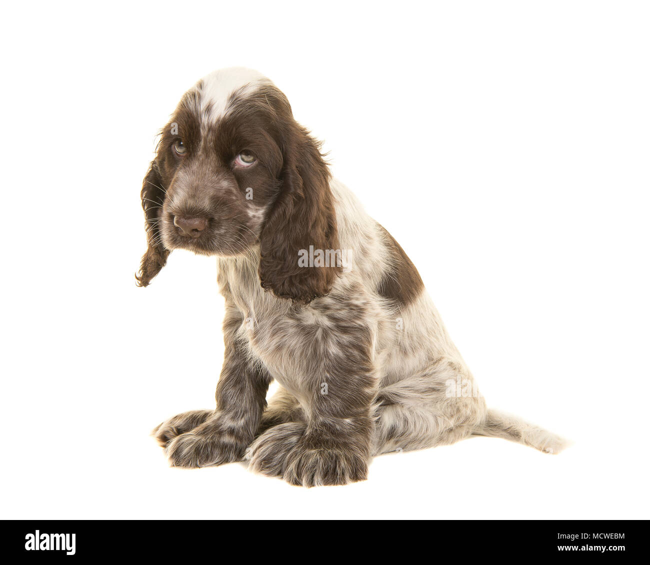 Sad looking cocker spaniel puppy dog sitting isolated on a white background Stock Photo