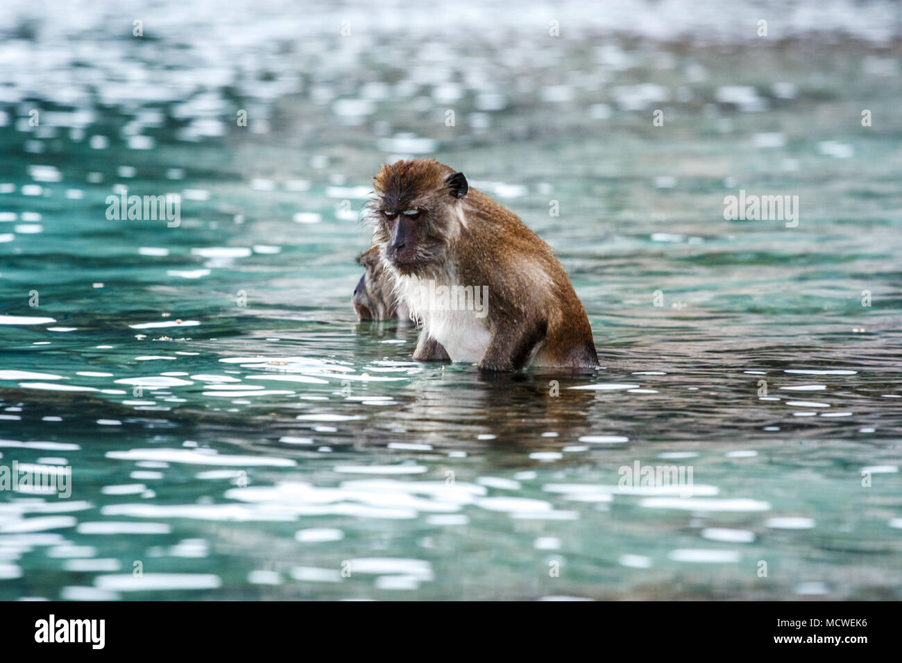 View of a macacus swimming for food from tourists in Monkey Beach, Phi Phi Island, Thailand. Stock Photo