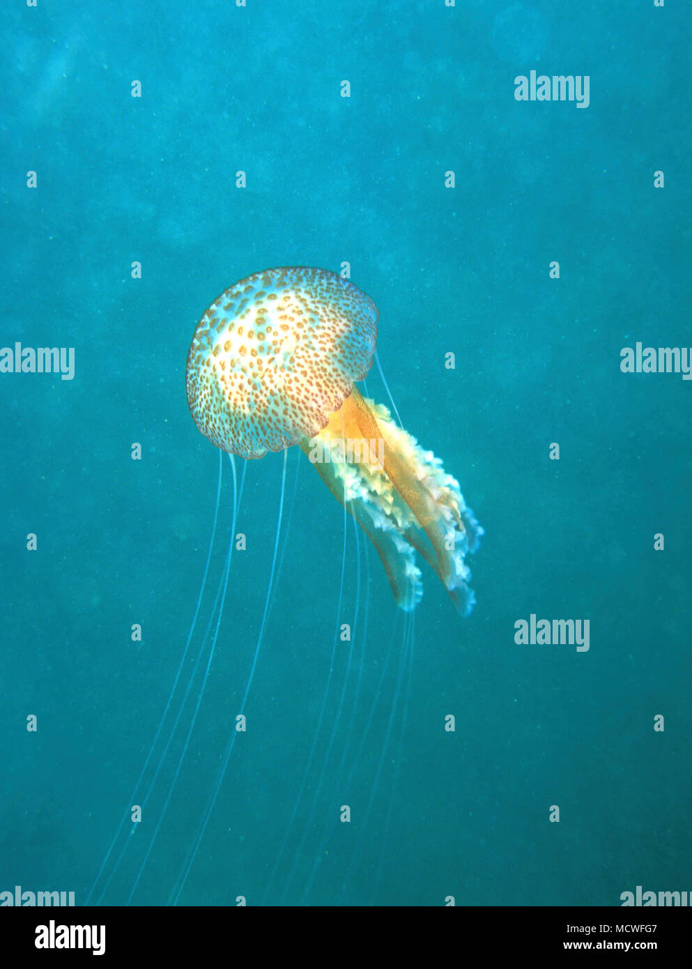 Jellyfish or Mauve stinger, Pelagia noctiluca. Is typically an offshore species, although sometimes it is washed near the coastlines and may be Stock Photo