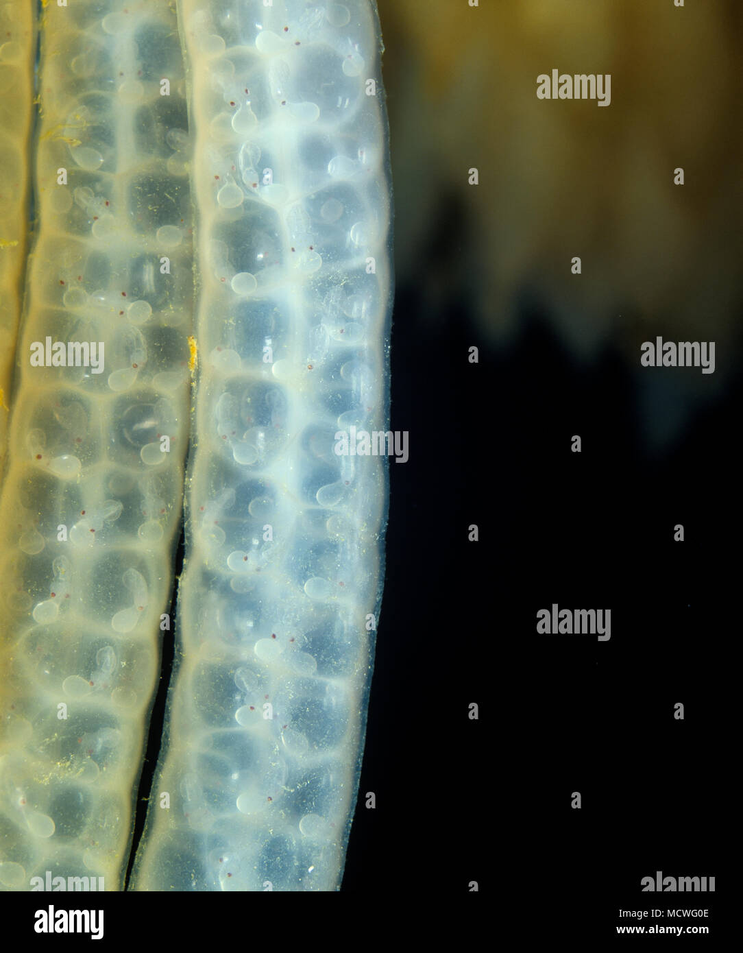 Common Squid Loligo Vulgaris Stock Photos & Common Squid Loligo