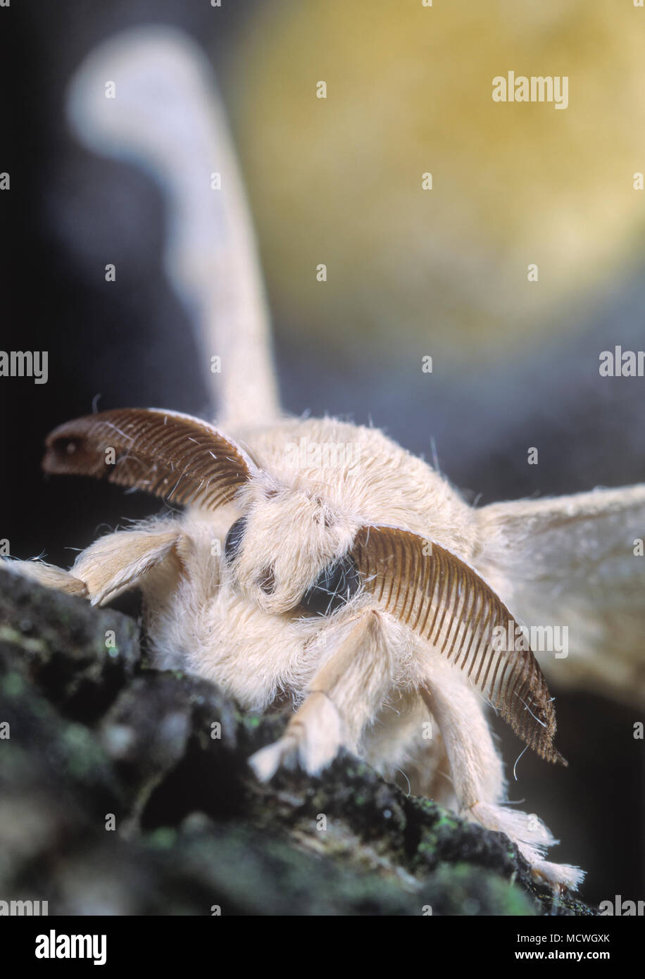 Silkmoth Stock Photos & Silkmoth Stock Images - Alamy