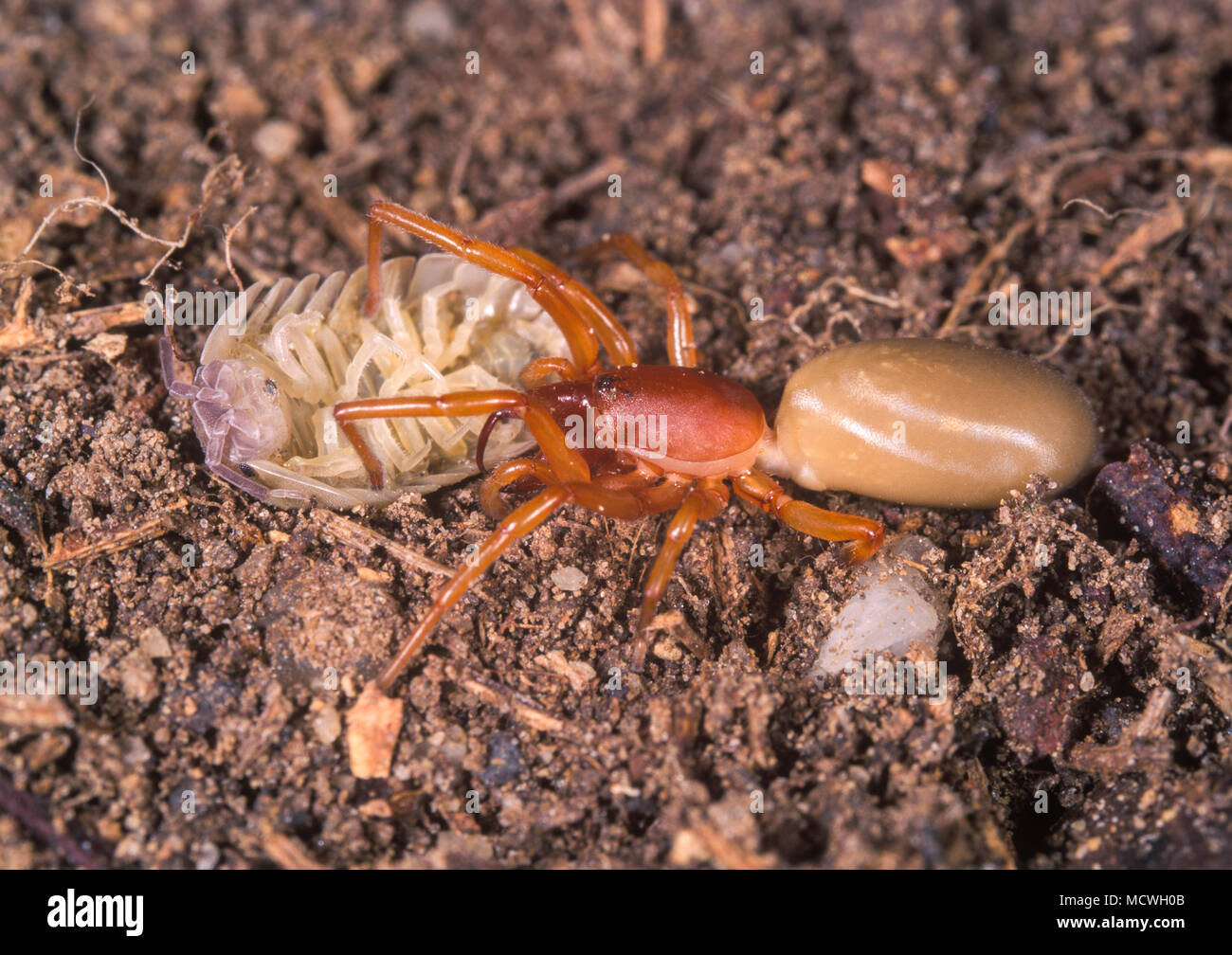 Woodlouse Spider Dysdera Crocata Stock Photos & Woodlouse Spider Dysdera Crocata Stock Images