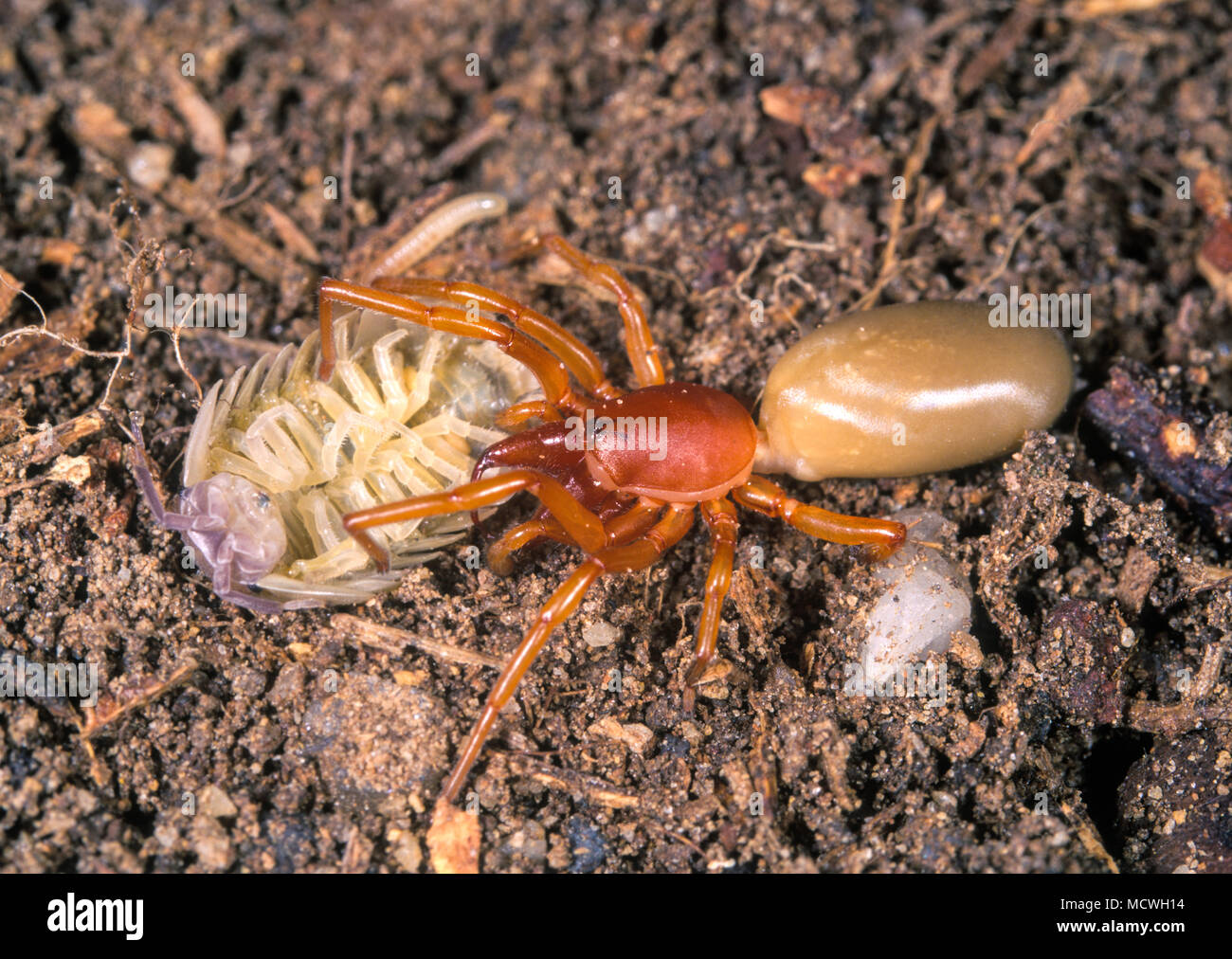Woodlouse Spider High Resolution Stock Photography and Images Alamy