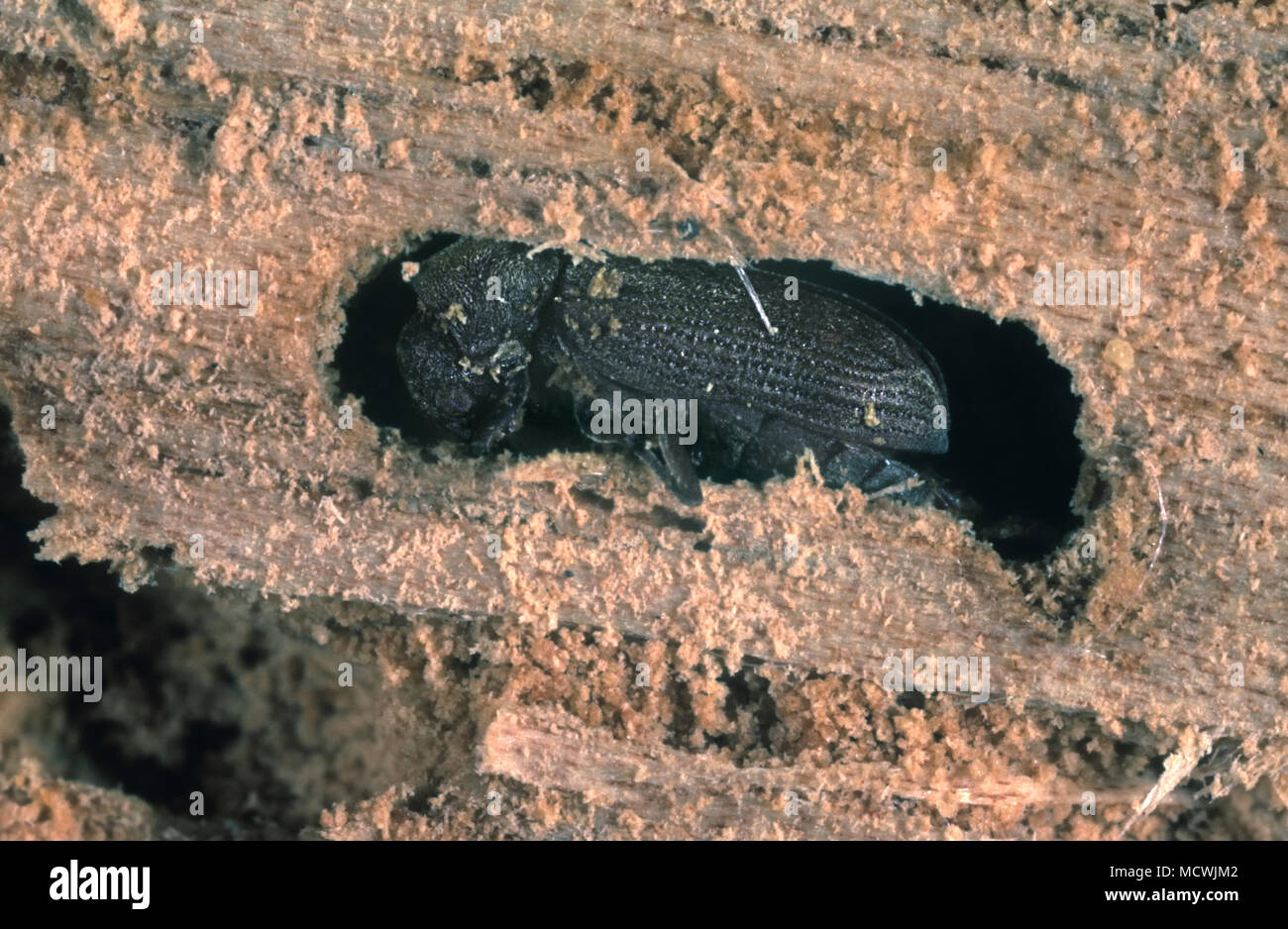 Common Furniture Beetle High Resolution Stock Photography and Images