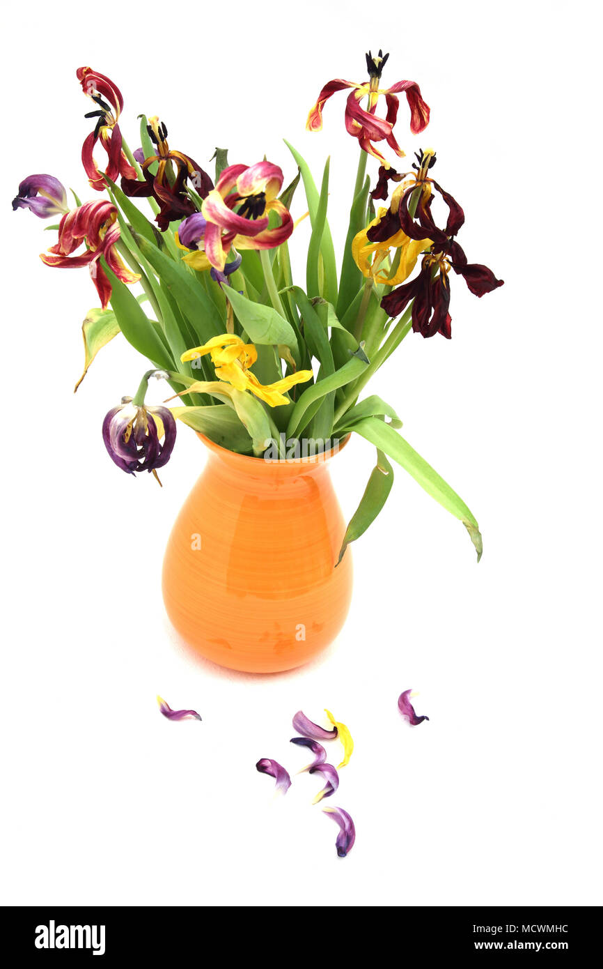 Dead tulips Cut Out Stock Images & Pictures Alamy
