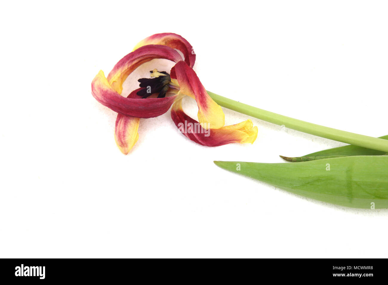 Dead tulips flower Cut Out Stock Images & Pictures Alamy
