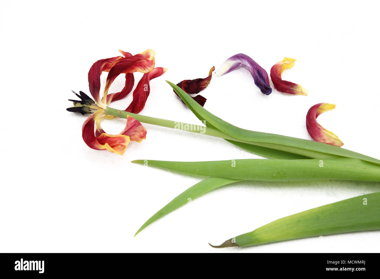 Dead tulips Cut Out Stock Images & Pictures Alamy