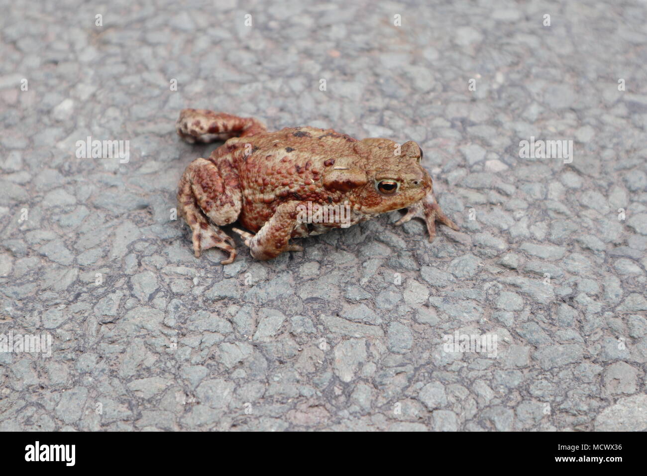 Toad on stone floor in the Lake District, UK. Stock Photo
