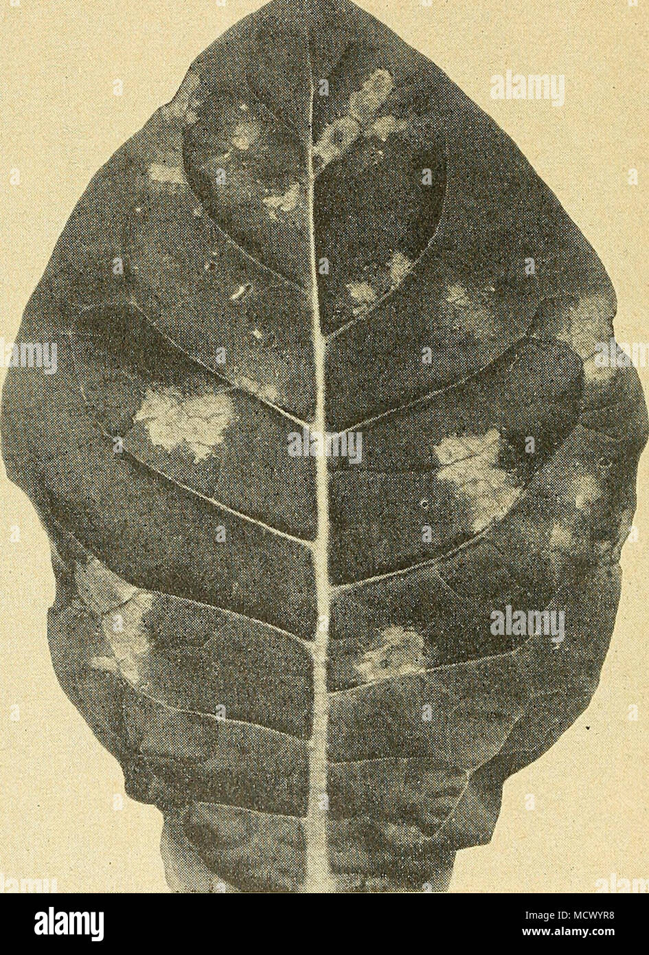 . Figure 12. Mildew spots on Shade leaf in the field. (One-third natural size.) In the decaying leaves which fall to the ground, spores of another type, thick-shelled winter spores (Figure 2, D), are developed which are resistant to adverse weather conditions, remain in the soil all winter and germinate to start the disease again the next spring. Eifect of the Weather. Mildew comes on suddenly and disappears as suddenly. Some years it is very destructive; other seasons it causes little or no damage. Sometimes it spreads with almost unbelievable rapidity, and again it remains stationary. Its er Stock Photo