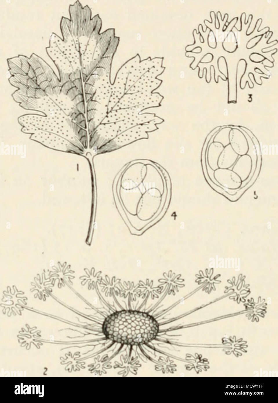 . KiG. ^o.—Microsphaera ^rossuluriac. i, gooseberry leaf with patches of mildew ; 2, a perithccium with its appi-nd- ages; 3, tip of an appendage ; 4 and 5, asci containing sjiorcs. Fig. I nat. size ; the remainder highly mag. season, and is readily recognised under the microscope by the elaborate tips of the appendages. Mycelium delicate, greyish-white on both surfaces of the leaf; perithecia usually in small, scattered groups, dark brown, appendages once or twice as long as diameter of j)eridium, 4-6 times forked at the tip; asci 3-10, ovate, containing 3-6 spores of variable size, 20-30 x 1 Stock Photo