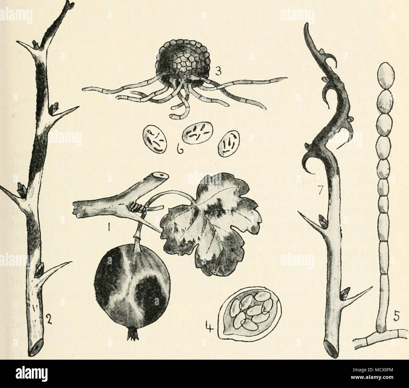 . Fig. 37.—Sphaerotheca mors-uvae. 1, showing mildew on leaf and fruit ; 2, winter stage on a shoot ; 3, perithecium or winter fruit; 4, ascus con- taining spores ; 5, a chain of conidia or summer fruit ; 6, conidia showing fibrosin bodies in their interior; 7, a branch that has been injured by aphides (green fly) at the tip. The recurved spines and brown colour are characteristic. Figs, i, 2, and 7, nat. size ; remainder highly mag. when an autumnal expansion of buds follows early pruning. As the season advances the white mildew, which at first resembles in general appearance the well-known h Stock Photo