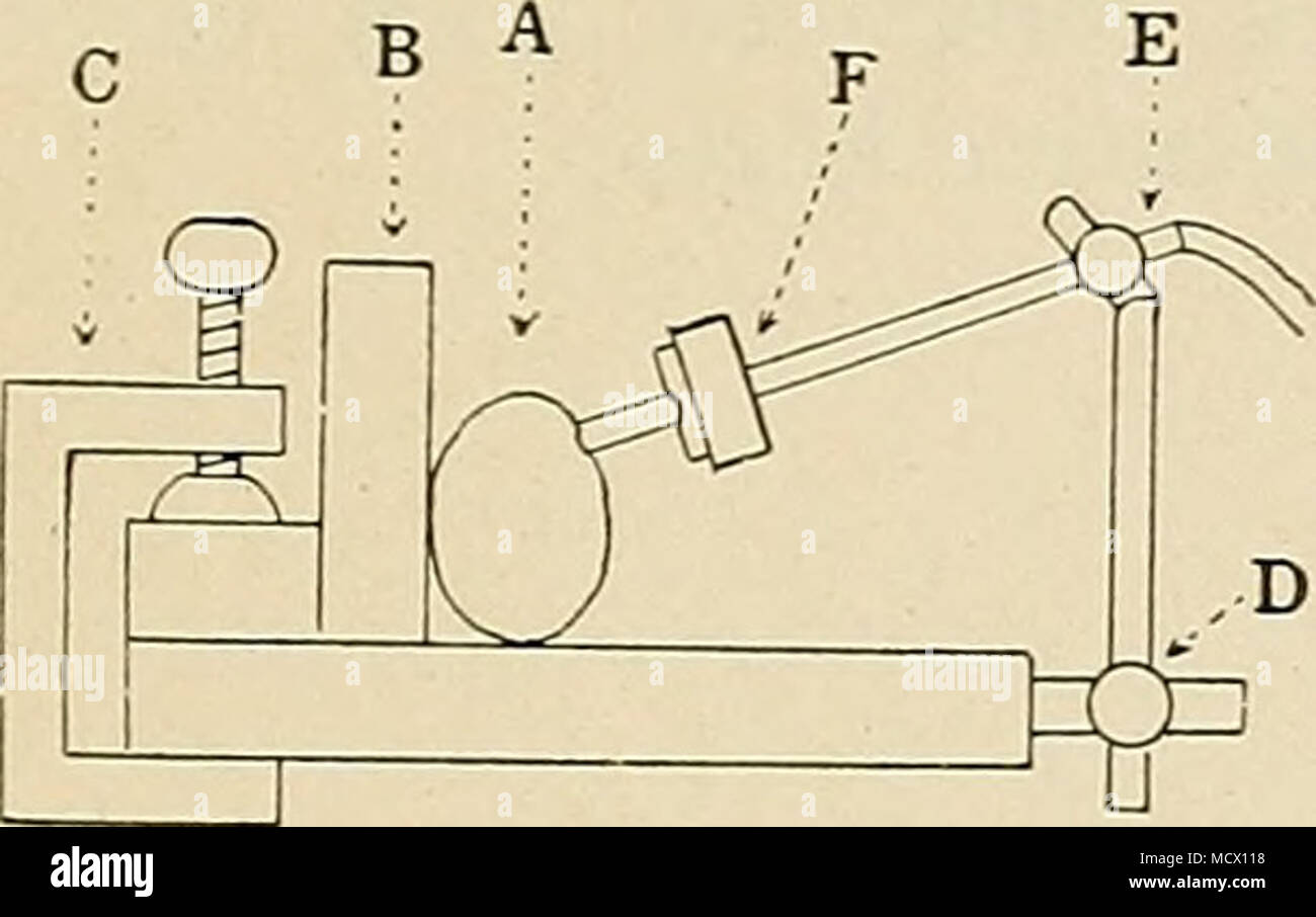 . Fig. 37. Method of applying tam- &quot;bour to wrist, to obtain sphygmo- gram from the radial artery. A, cross section of wrist; B, back toard of arm support; C, cabinet maker's clamp; D, clamp fastening L rod to the horizontal rod of arm rest; E, clamp fastening tube of tambour to short arm of L, rod; F, tambour with disk, and prop to rest on artery. Connect a recording tambour with a tambour designed for radial artery, leaving side branch of tube open. Arrange arm rest and tambour as shown in the diagram. Mark the point on left wrist where strongest pulse is felt. Sub- ject seats himself c Stock Photo