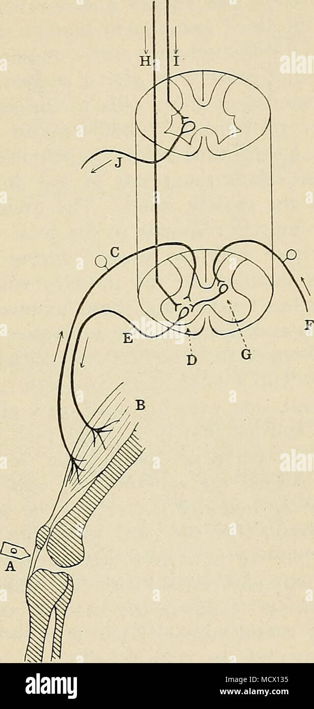 Fig 27 Diagram Of Nervous Paths Followed By The Nerve Impulses fig-27-diagram-of-nervous-paths-followed-by-the-nerve-impulses