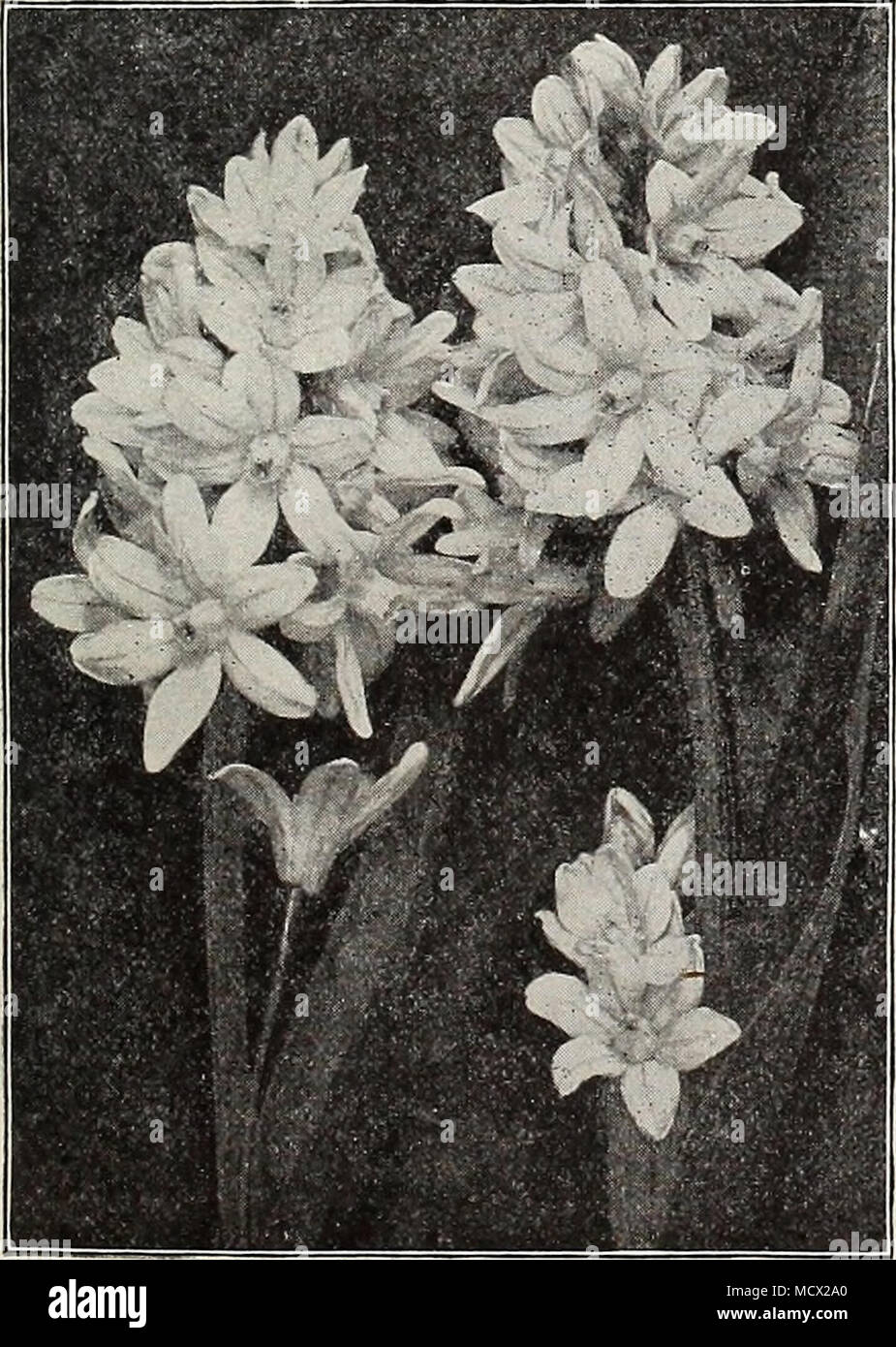 50 PUSCHKINIA LIBANOTICA BULBS /'Russian Snowdrop/' Spring Flowering Garden Plants
