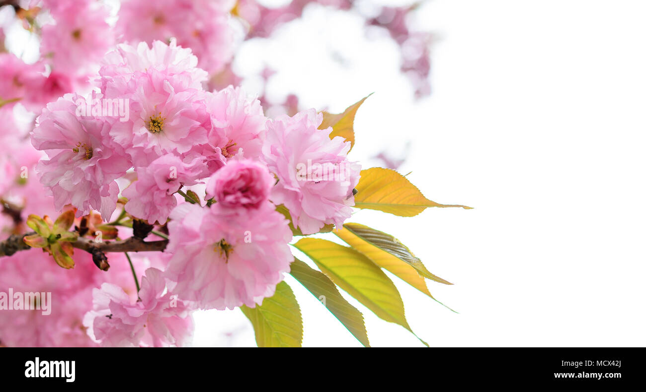 Beautiful sakura flower on hi-res stock photography and images - Alamy