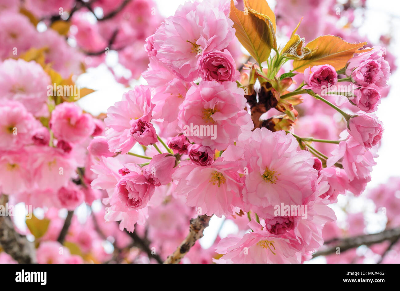 Sakura flowers on a tree Stock Photo Alamy