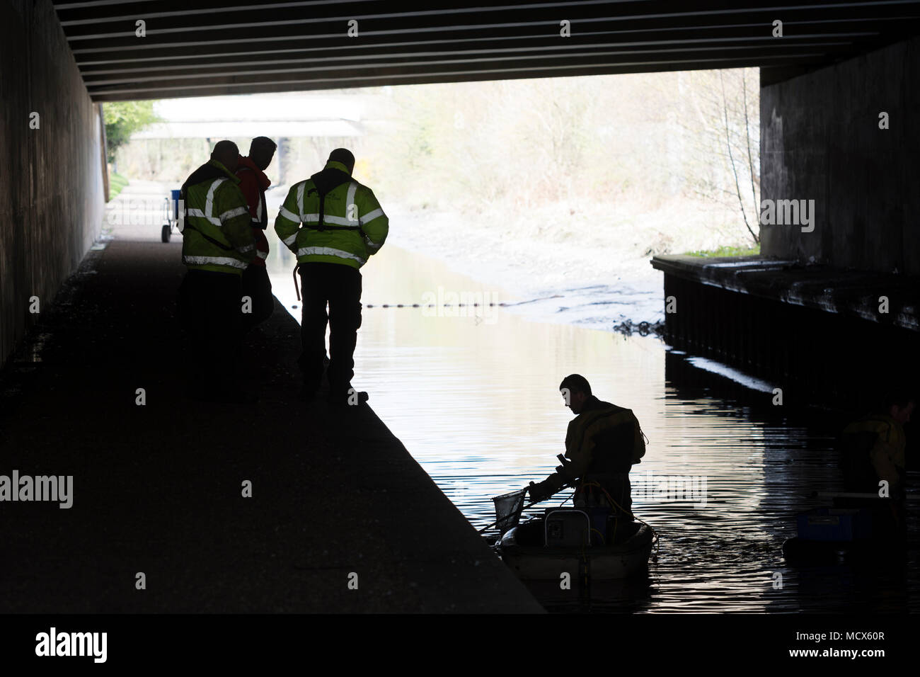Fish being rescued from the drained Birmingham and Fazeley Canal under the A38 flyover, Minworth, West Midlands, UK Stock Photo