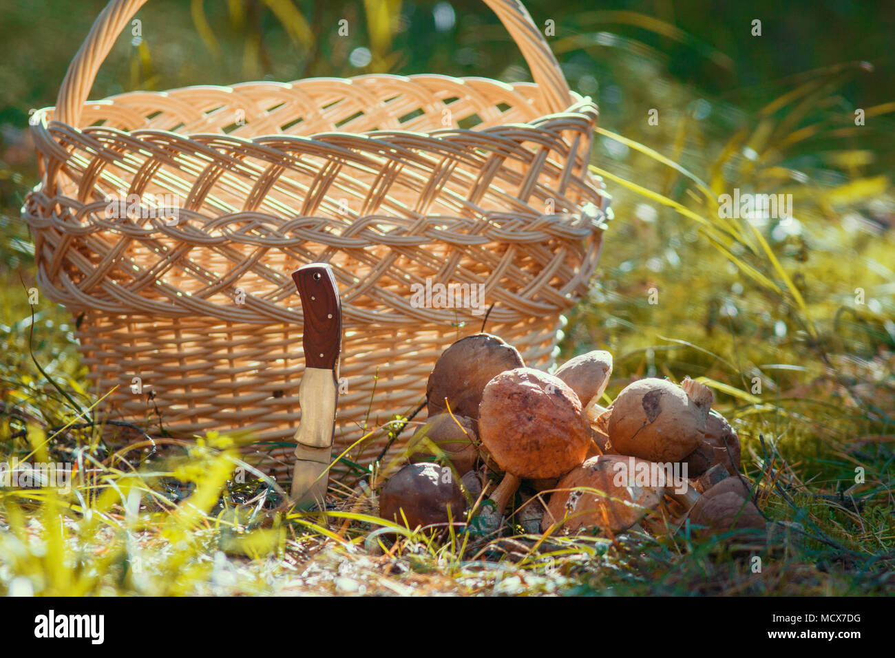 Mushrooms and hunting folding knife sticking in the ground in front of