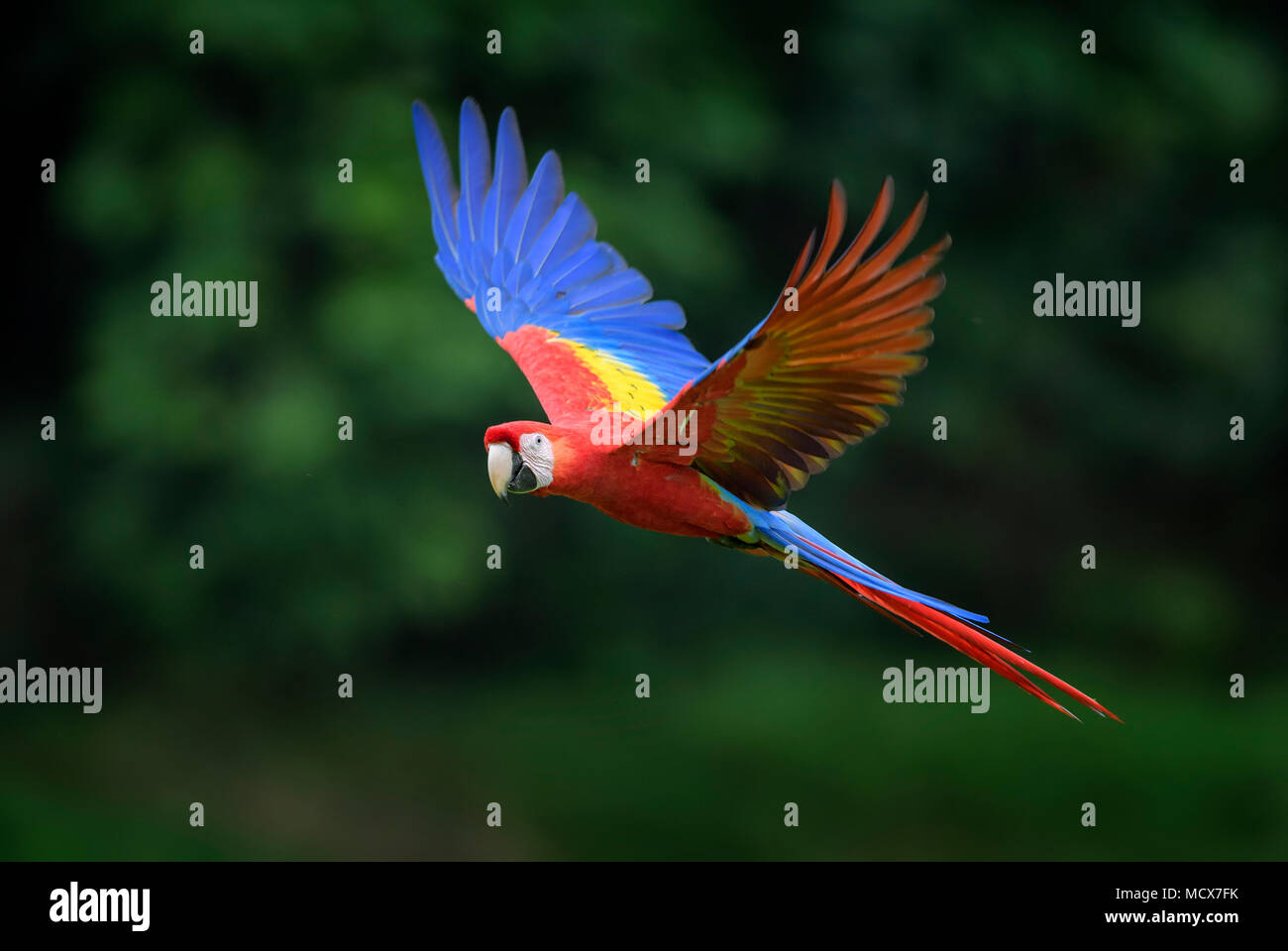 Scarlet Macaw - Ara macao, large beautiful colorful parrot from Central America forests, Costa Rica. Stock Photo