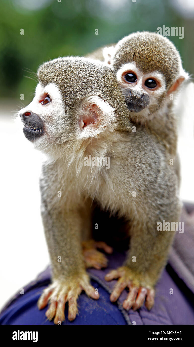 Amazon Tropical Rainforest monkeys.New World monkeys of the genus Saimiri Stock Photo