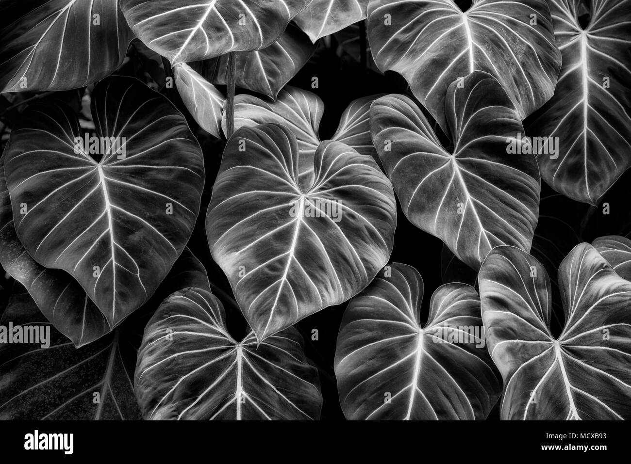 Tropical leaves Black and White Stock Photos & Images Alamy