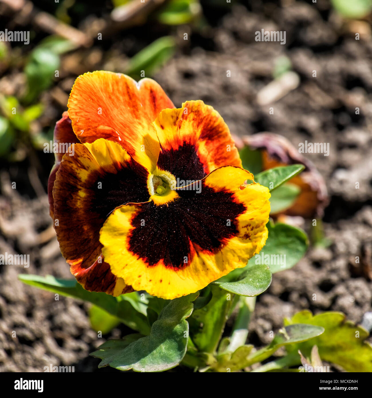 Heartsease viola tricolor common hi-res stock photography and images - Alamy