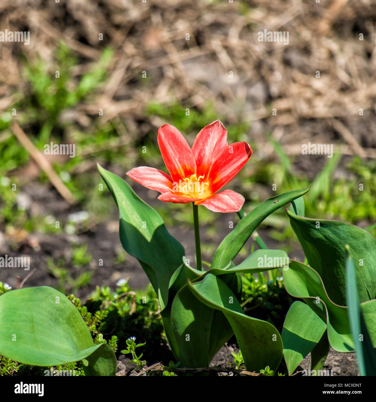 Blooming red dwarf tulip (Tulipa humilis) Stock Photo