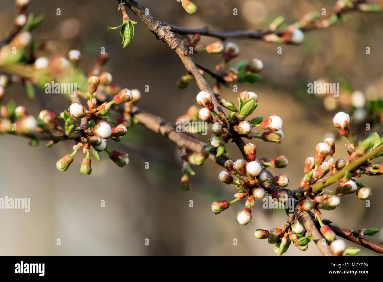 Cherry tree branch is preparing for flowering (Prunus cerasus) Stock Photo
