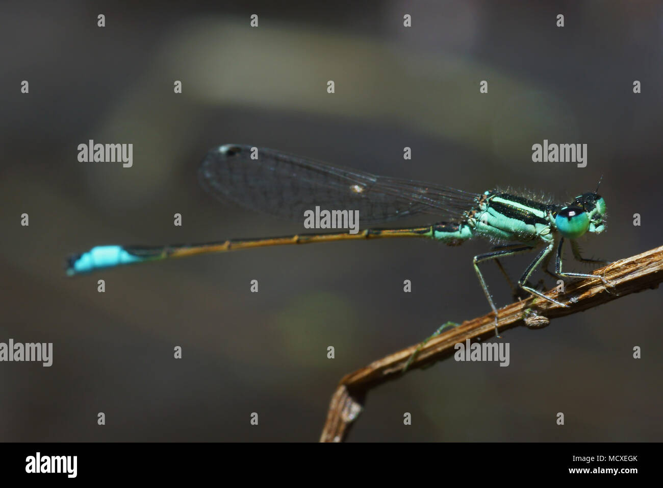 Lateral view of a damselfly in Spain. Stock Photo
