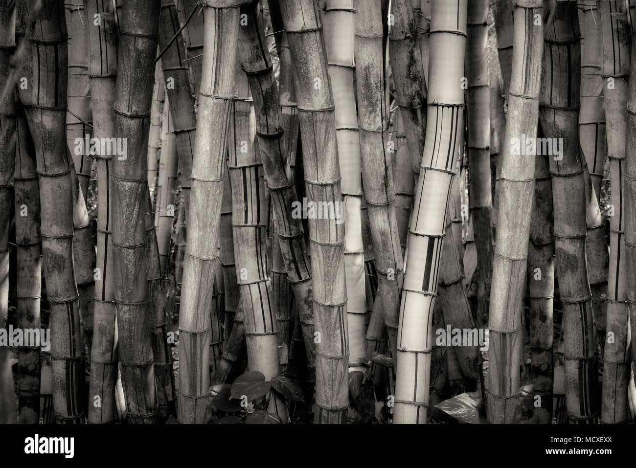 Golden bamboo hi-res stock photography and images - Alamy