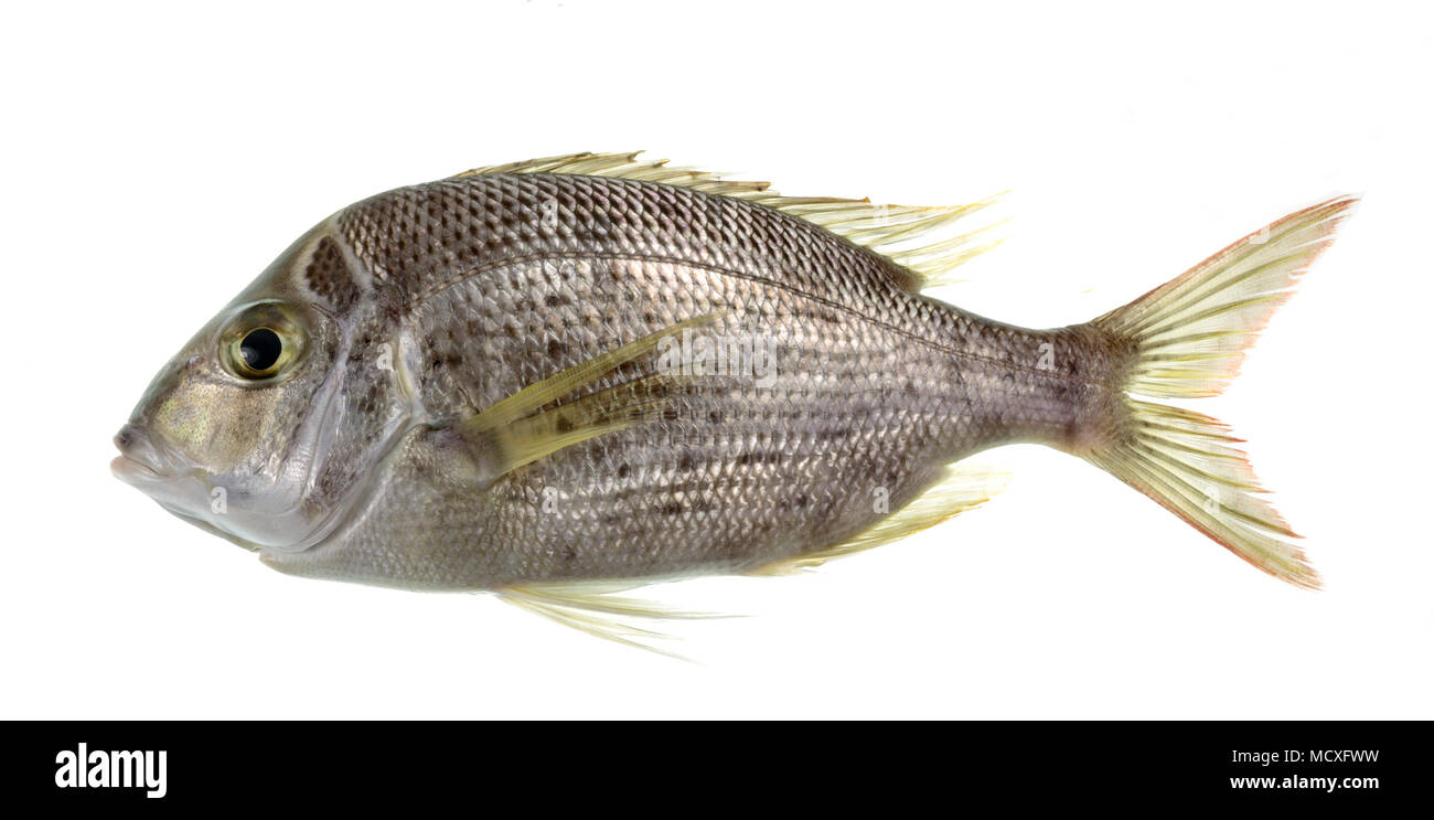 Bream fish australia Cut Out Stock Images & Pictures Alamy