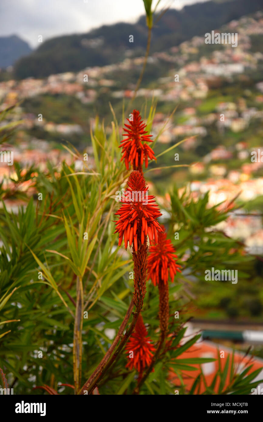 Madeira is the island of Flowers with flowers growing in every nook and