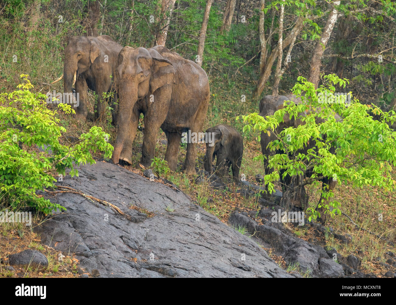 Wild Indian or Asian Elephants in its natural habitat or forest in Periyar nature reserve Thekkady Kerala India.  mother and child Stock Photo