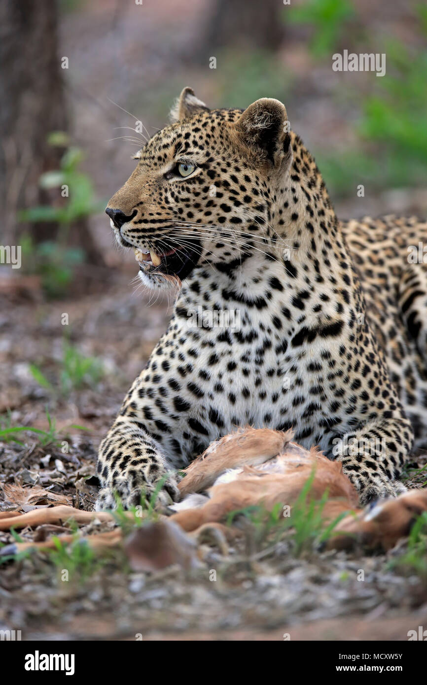 Leopard (Panthera pardus), adult, with prey, observing, attentive, animal portrait, Sabi Sand Game Reserve, Kruger National Park Stock Photo