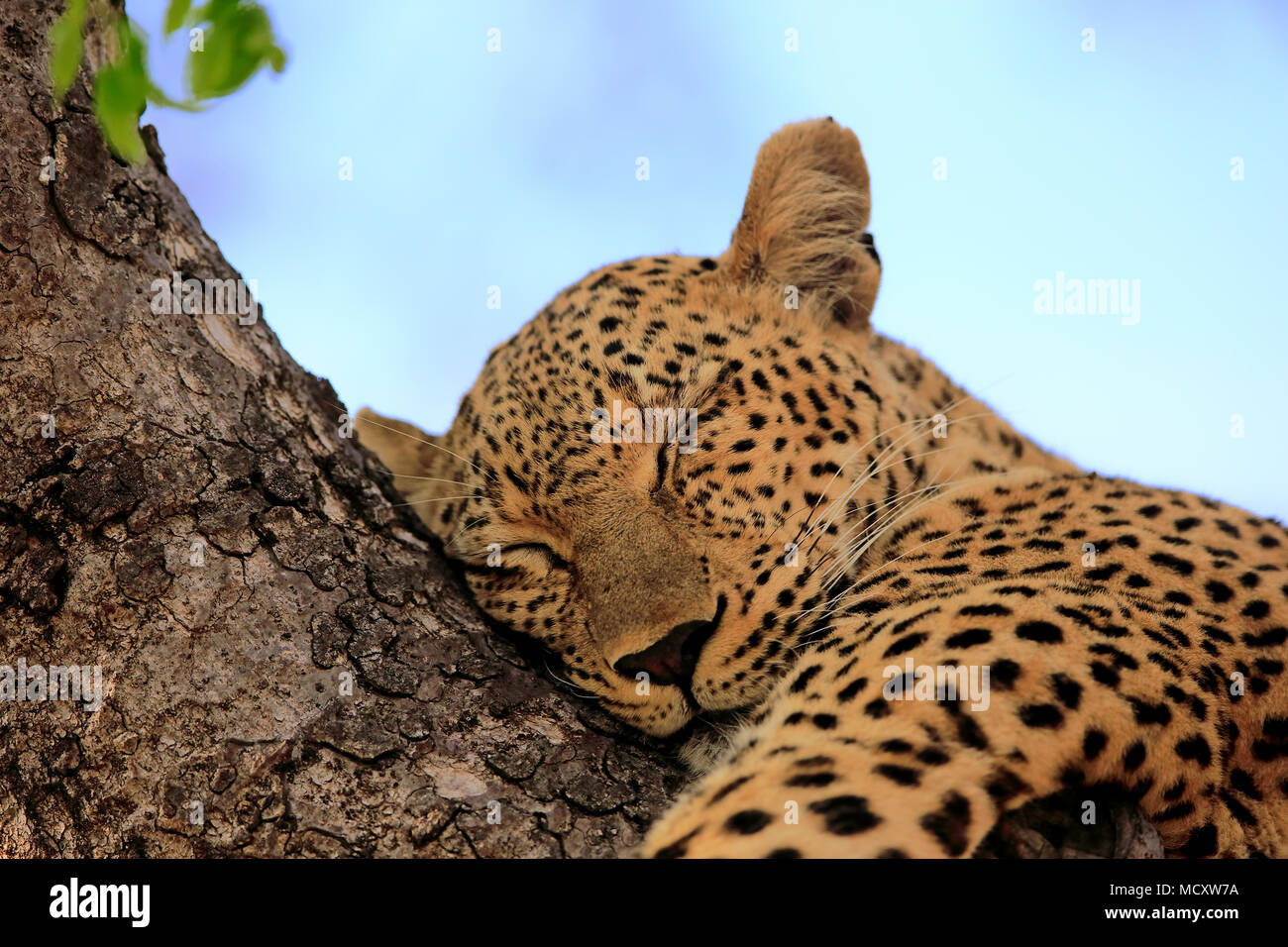 Leopard (Panthera pardus), adult, resting on tree, sleeping, animal portrait, Sabi Sand Game Reserve, Kruger National Park Stock Photo