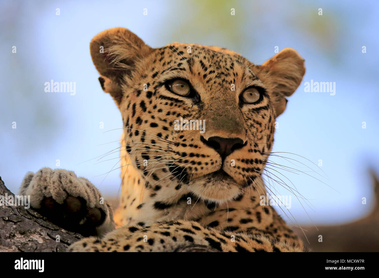 Leopard (Panthera pardus), adult, on tree, alert, observing, animal portrait, Sabi Sand Game Reserve, Kruger National Park Stock Photo