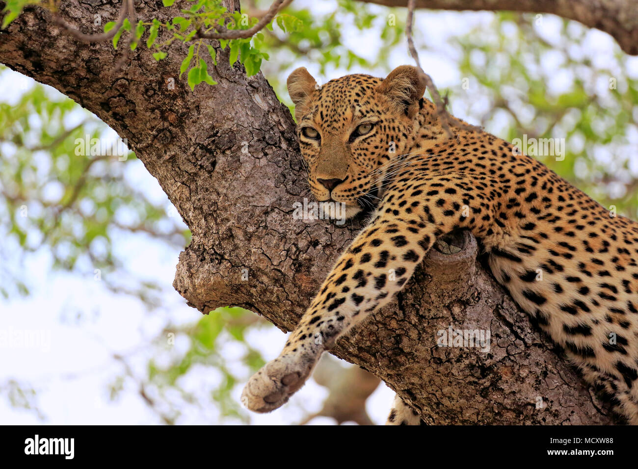 Leopard (Panthera pardus), adult, resting on tree, Sabi Sand Game Reserve, Kruger National Park, South Africa Stock Photo
