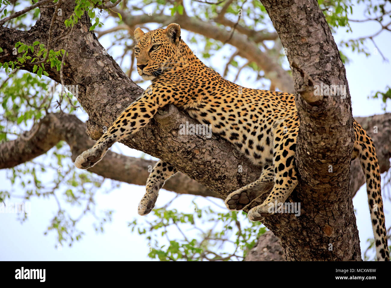 Leopard (Panthera pardus), adult, on tree, attentive, observing, Sabi Sand Game Reserve, Kruger National Park, South Africa Stock Photo
