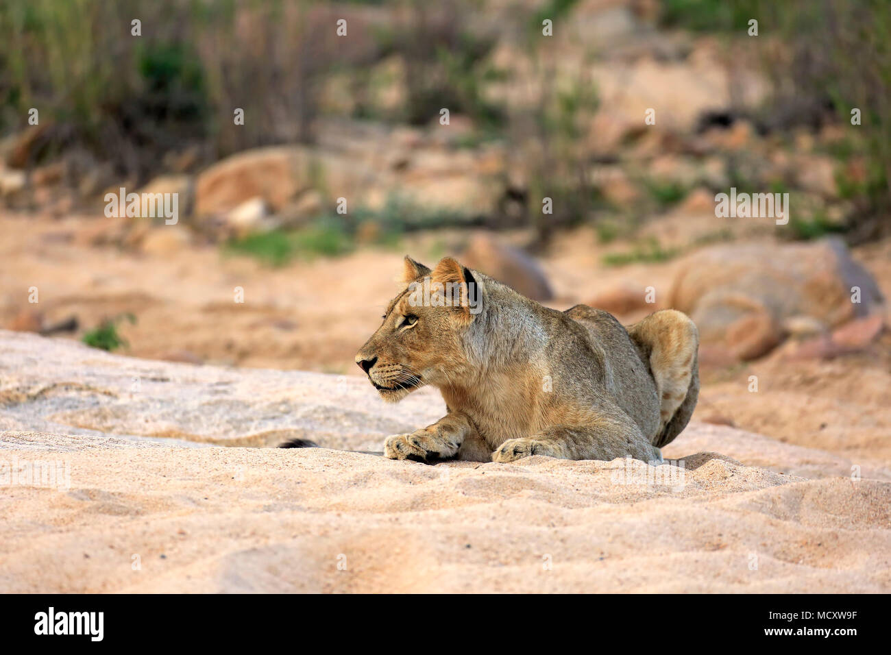 Lion (Panthera leo), adult female, resting, lying, observing, in dry riverbed, Sabi Sand Game Reserve, Kruger National Park Stock Photo