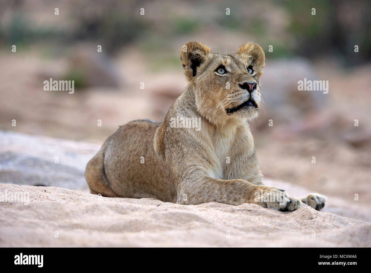 Lion (Panthera leo), adult female, attentive, observing, sitting in dry riverbed, Sabi Sand Game Reserve, Kruger National Park Stock Photo