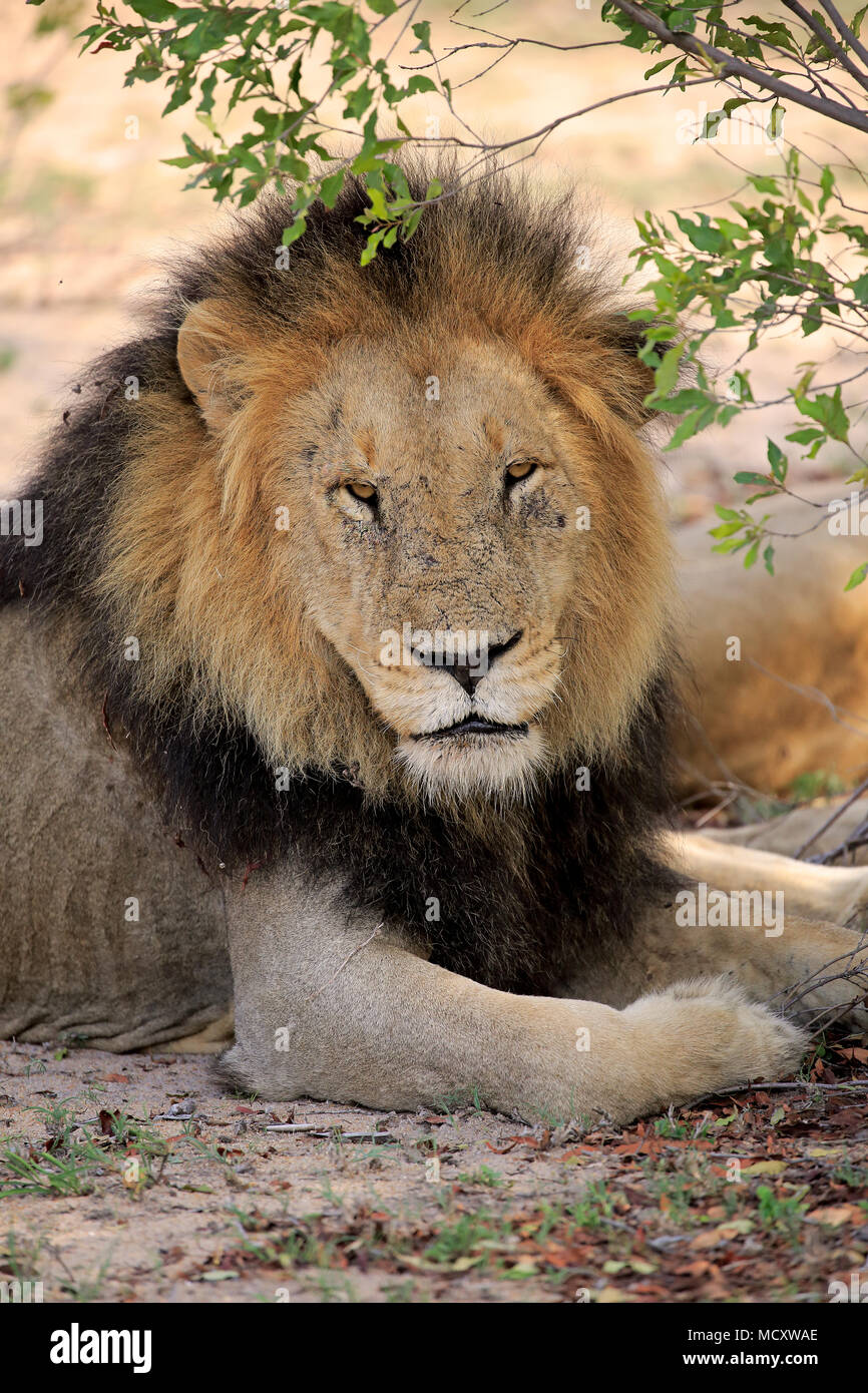Lion (Panthera leo), adult male, animal portrait, sitting under bushes, Sabi Sand Game Reserve, Kruger National Park Stock Photo